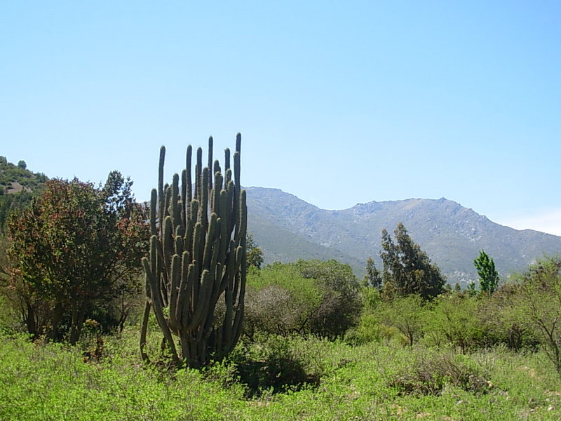 Foto de Colliguay, Chile