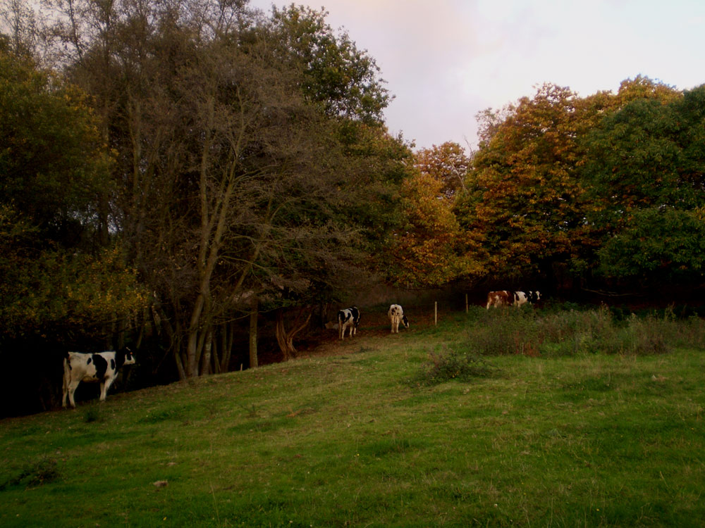 Foto de Bergondo (A Coruña), España