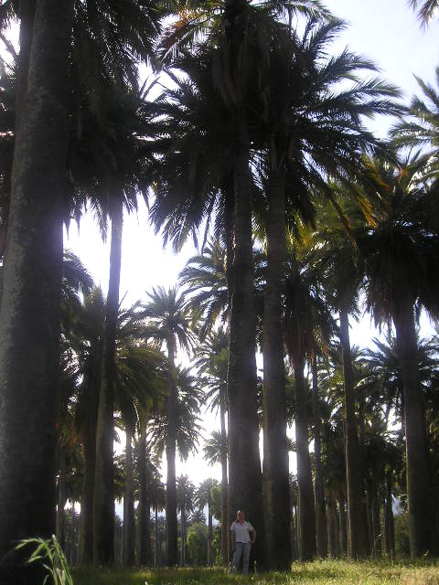 Foto de Rancagua, Chile