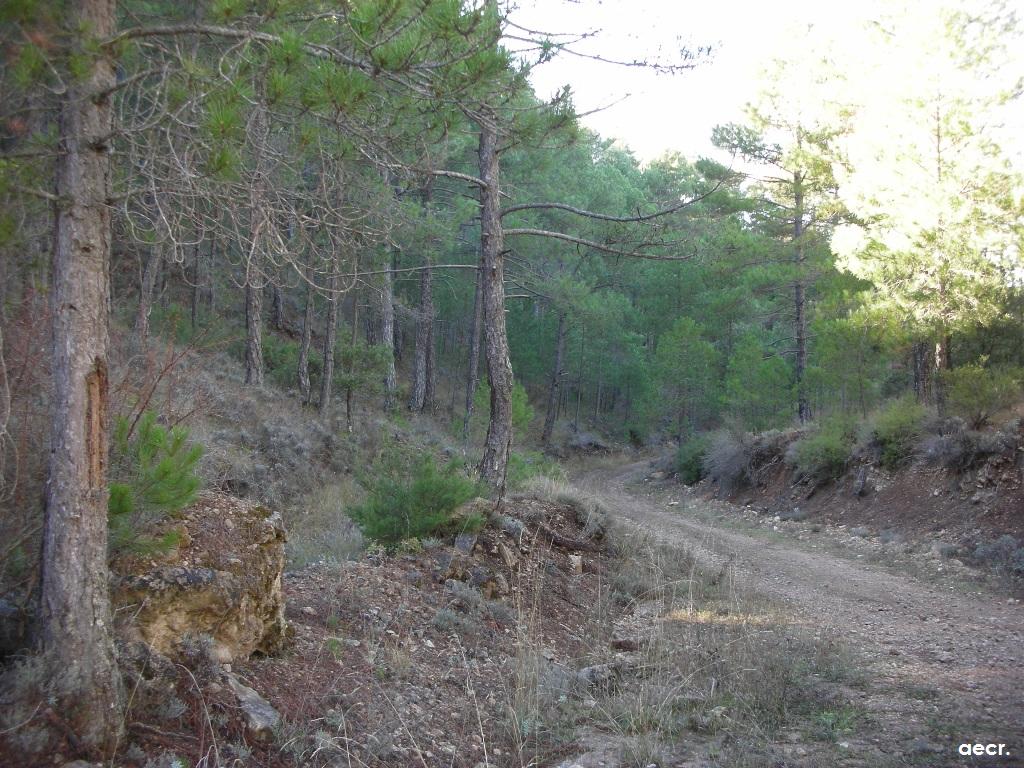 Foto de Villalba de la Sierra (Cuenca), España