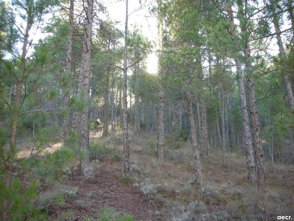 Foto de Villalba de la Sierra (Cuenca), España
