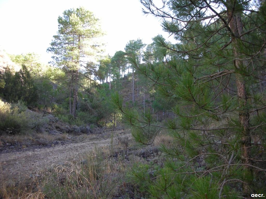 Foto de Villalba de la Sierra (Cuenca), España