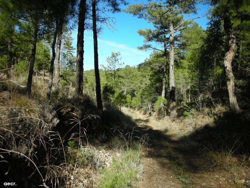 Foto de Villalba de la Sierra (Cuenca), España
