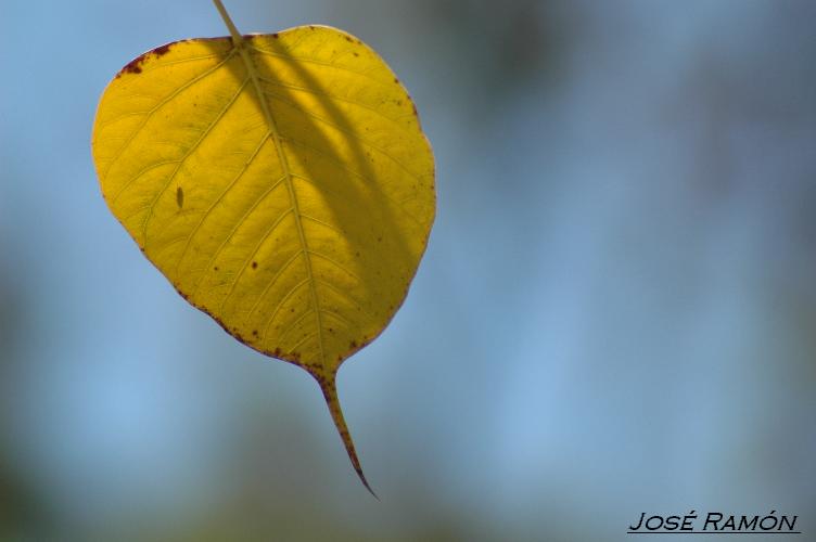 Foto de Olveras (Cádiz), España