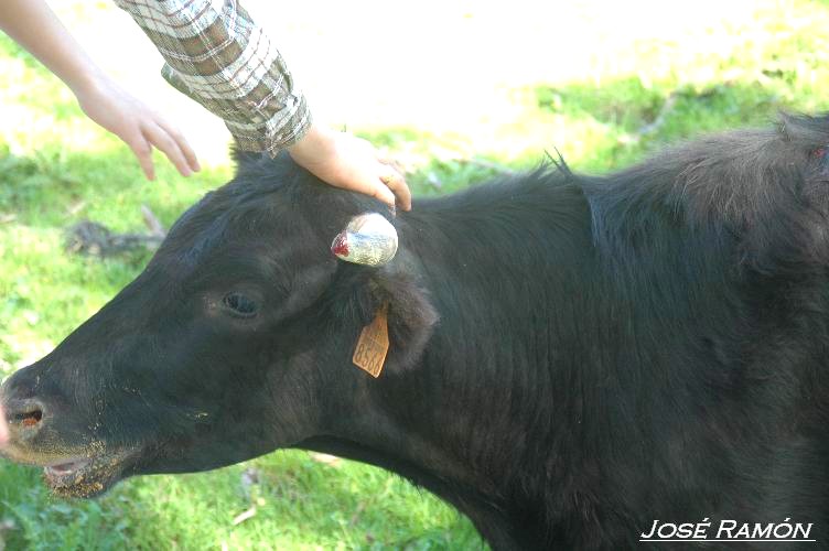 Foto de Jerez de la Frontera (Cádiz), España