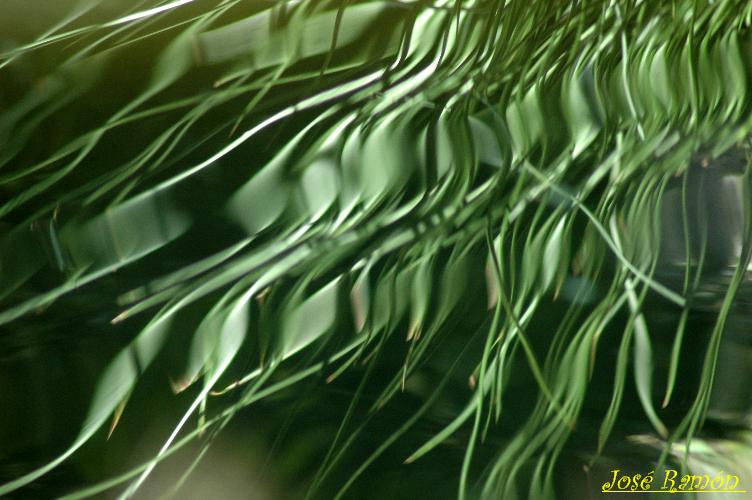 Foto de Cádiz (Andalucía), España