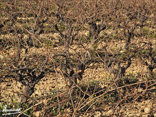 Foto de L'ARBOÇ (Tarragona), España