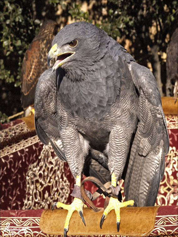 Foto de L'ARBOÇ (Tarragona), España