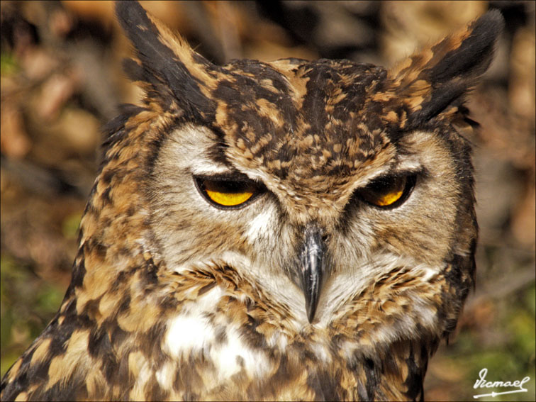 Foto de L'ARBOÇ (Tarragona), España