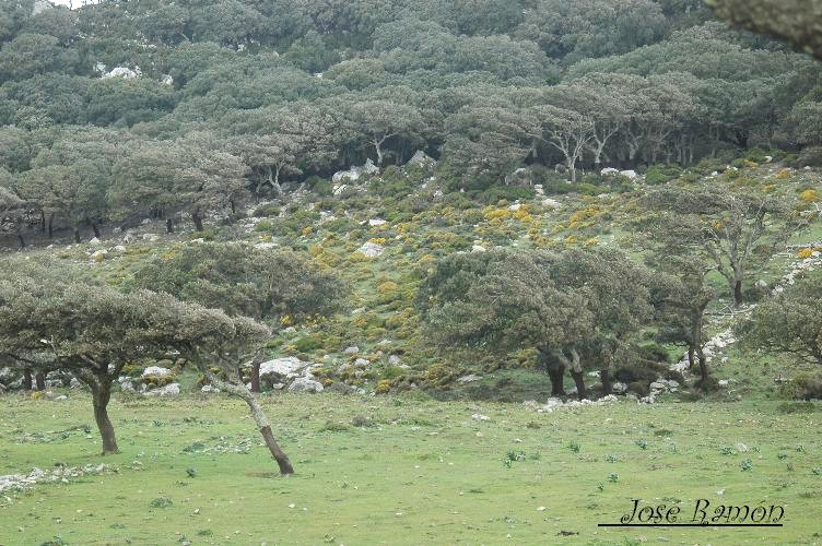 Foto de Algeciras (Cádiz), España