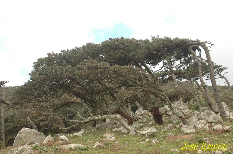 Foto de Algeciras (Cádiz), España