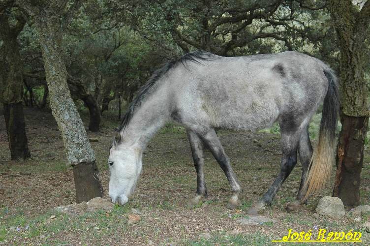 Foto de Algeciras (Cádiz), España