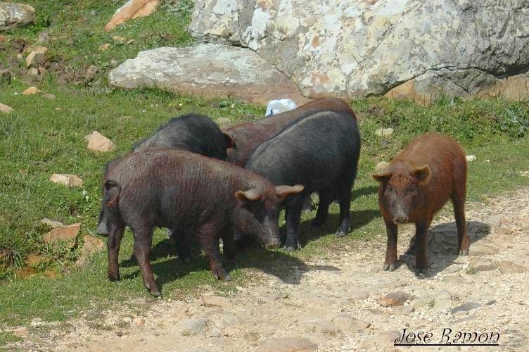 Foto de Algeciras (Cádiz), España