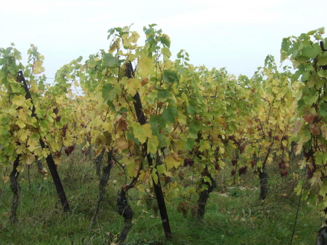 Foto de Dorlisheim, Francia