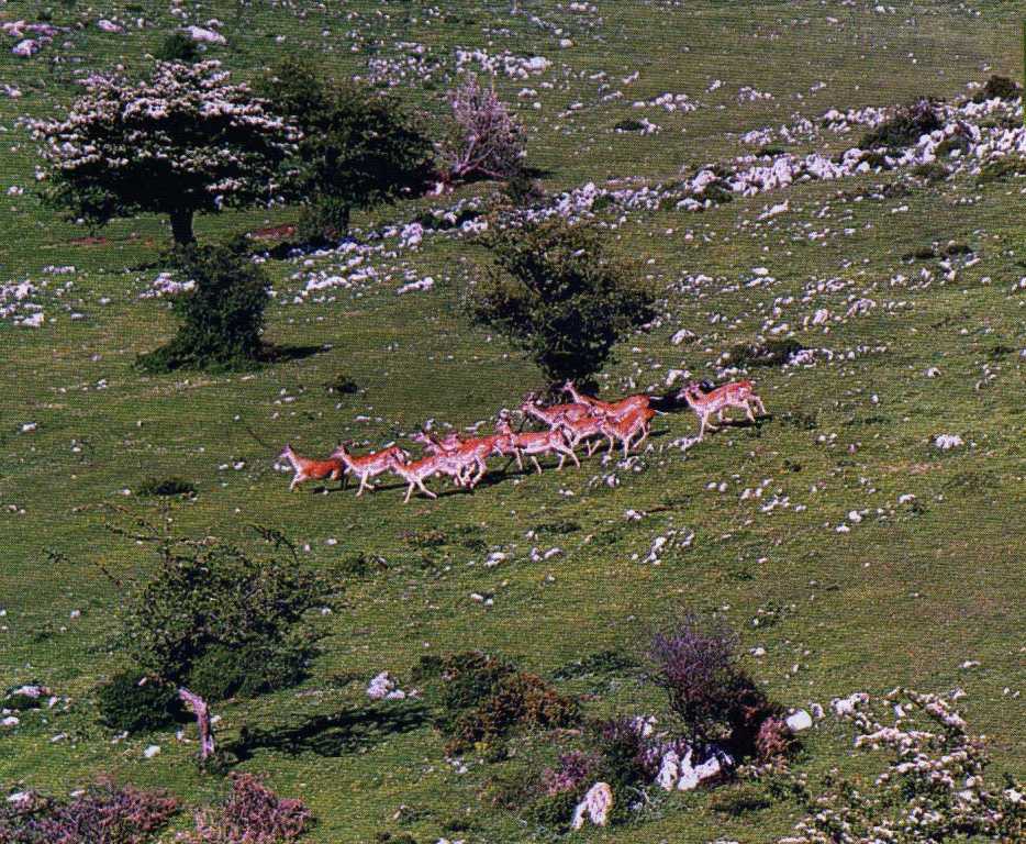 Foto de Piloña (Asturias), España