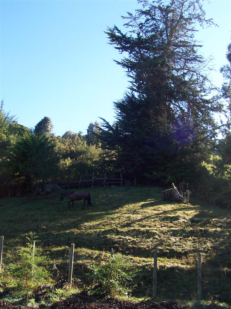 Foto de Temuco, Chile