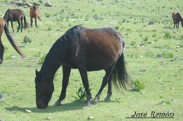 Foto de Algeciras (Cádiz), España