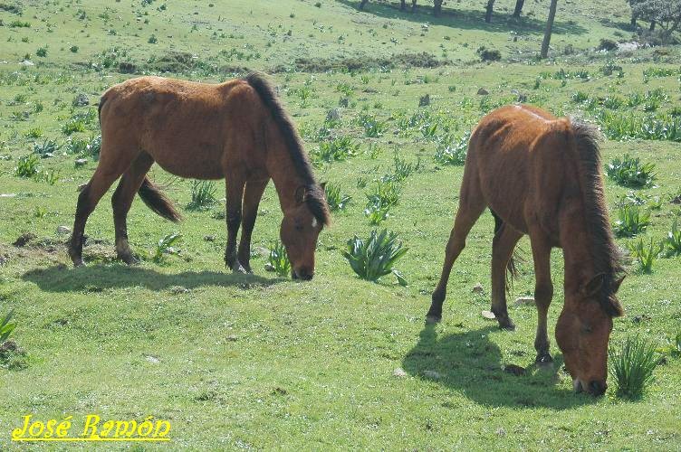 Foto de Algeciras (Cádiz), España