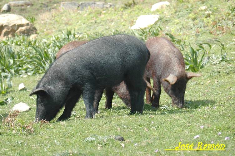 Foto de Algeciras (Cádiz), España