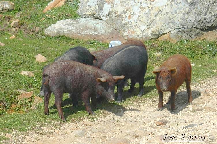 Foto de Algeciras (Cádiz), España