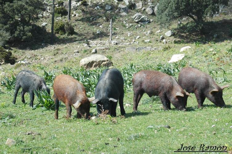 Foto de Algeciras (Cádiz), España