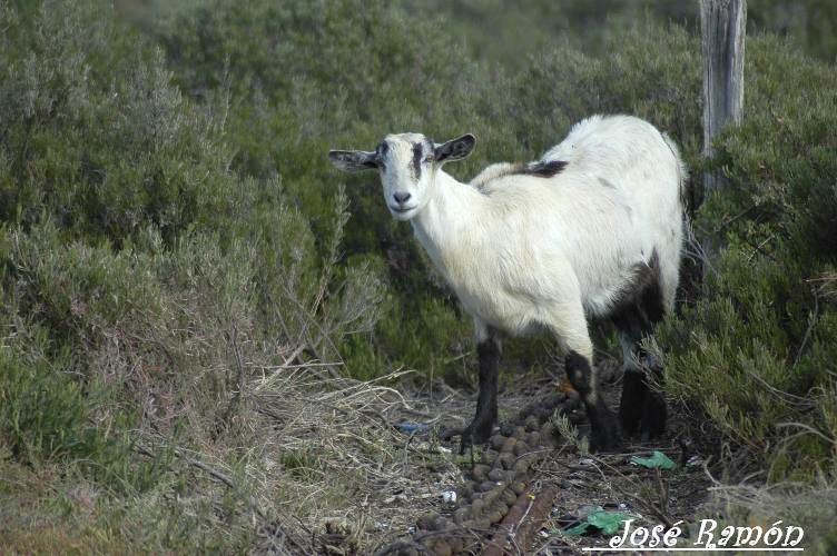 Foto de Algeciras (Cádiz), España