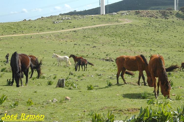 Foto de Algeciras (Cádiz), España