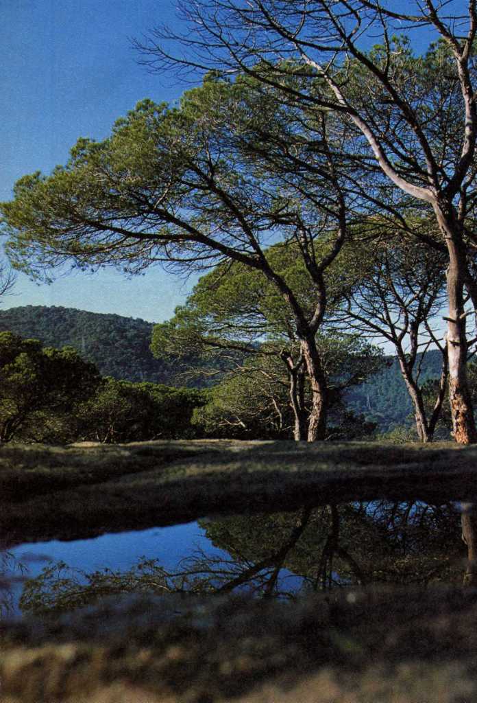 Foto de Montnegre (Barcelona), España