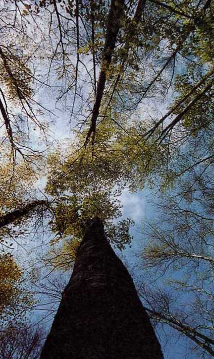 Foto de Fageda d'en Jordà (Girona), España
