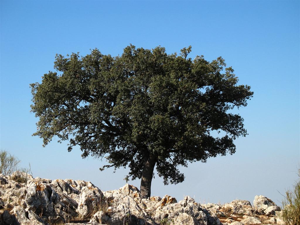 Foto de El Gastor (Cádiz), España