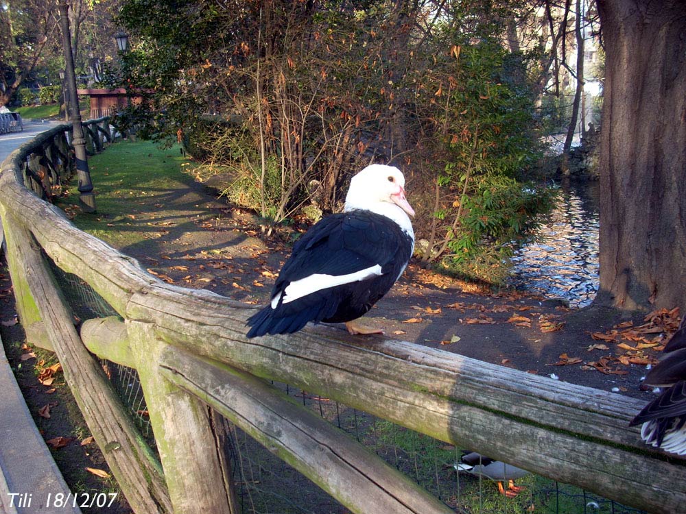 Foto de Oviedo (Asturias), España
