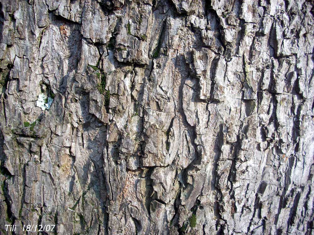 Foto de Oviedo (Asturias), España