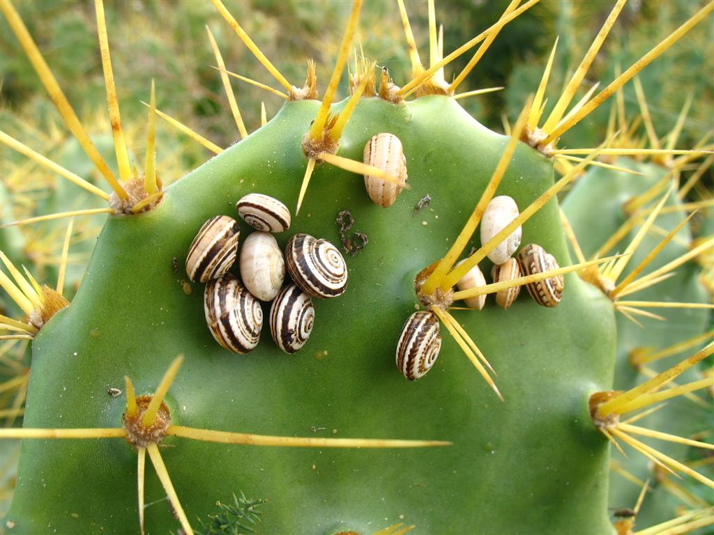 Foto de Puerto Real (Cádiz), España