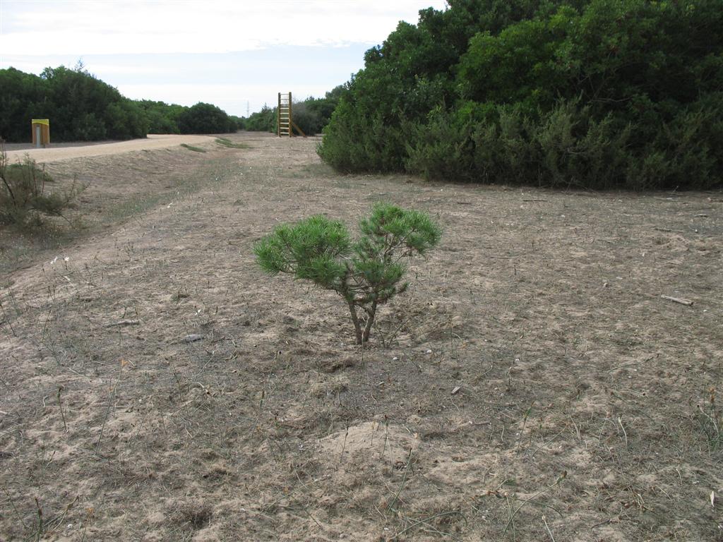 Foto de Puerto Real (Cádiz), España