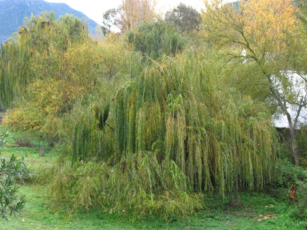 Foto de El Bosque (Cádiz), España