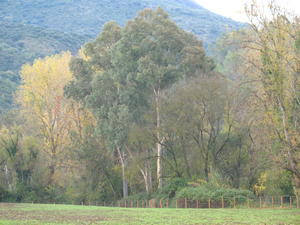 Foto de El Bosque (Cádiz), España