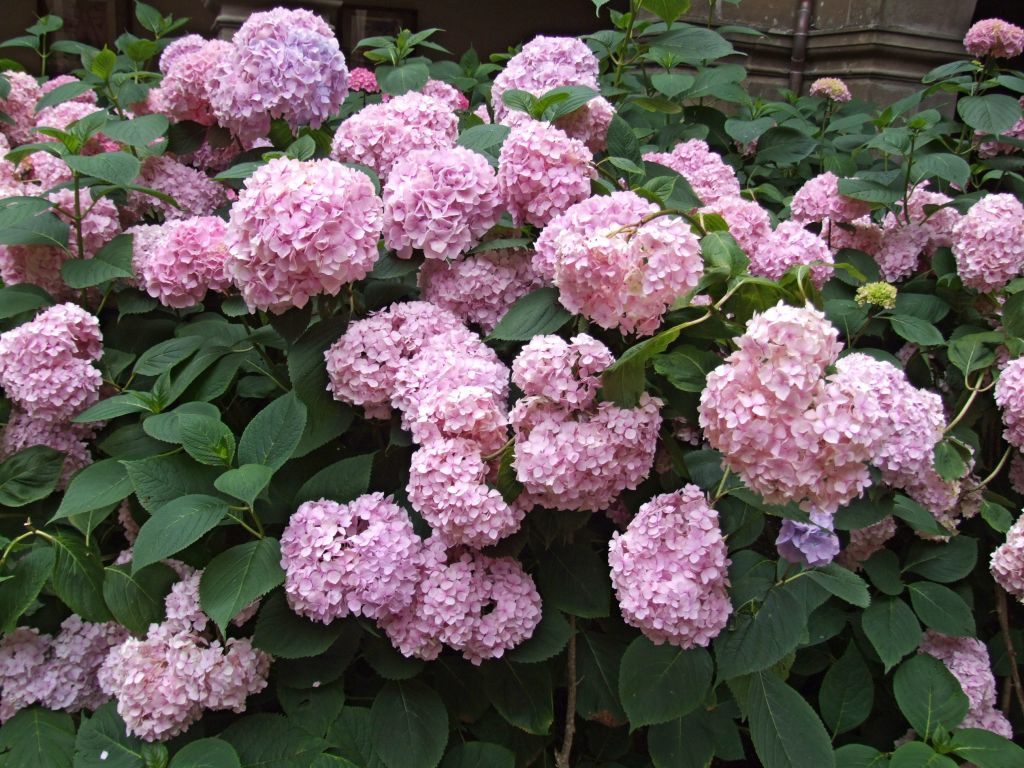 Foto de Santo Toribio de Liebana (Cantabria), España