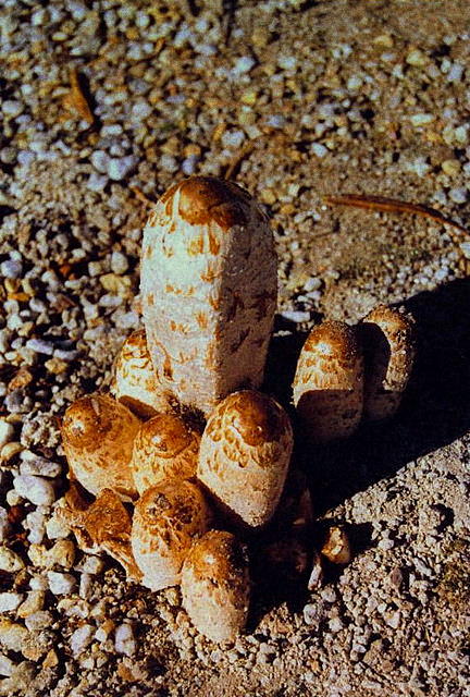 Foto de A Coruña (Galicia), España