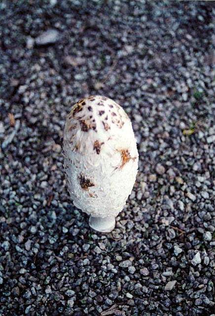 Foto de A Coruña (Galicia), España