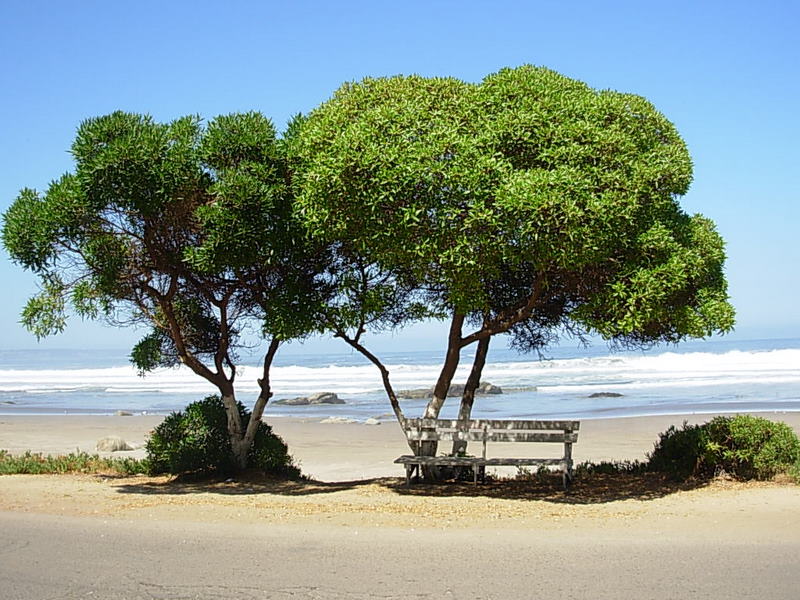 Foto de MAITENCILLO, Chile