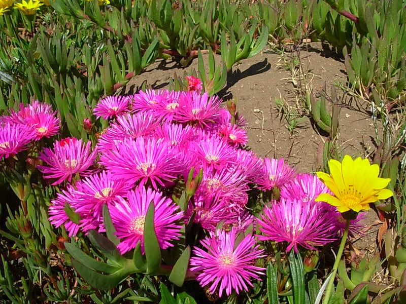 Foto de Maitencillo, Chile