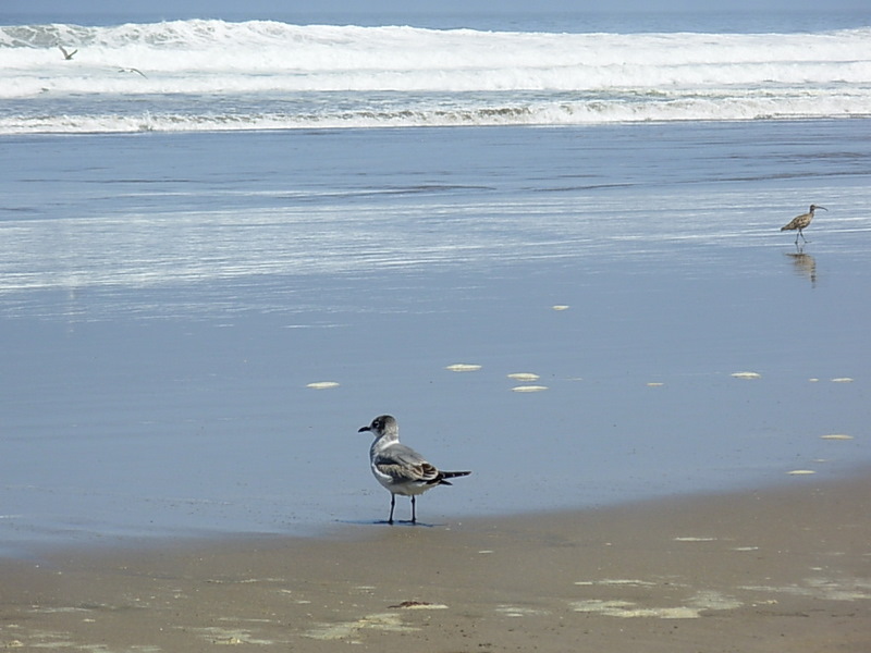 Foto de Maitencillo, Chile
