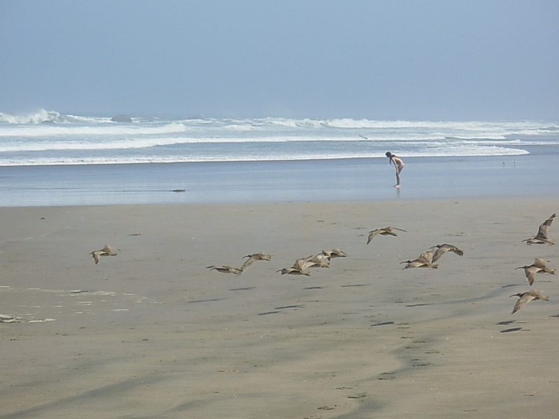 Foto de Maitencillo, Chile