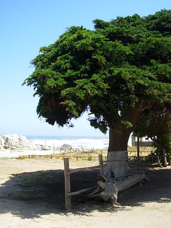 Foto de Maitencillo, Chile
