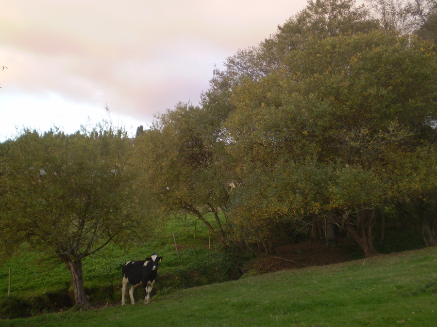 Foto de Bergondo (A Coruña), España