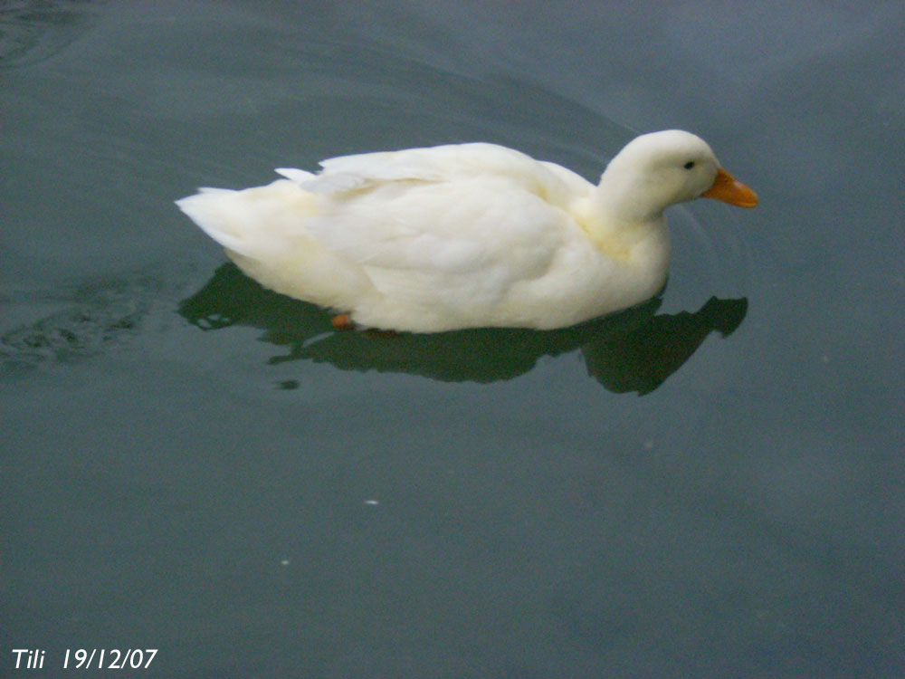 Foto de Oviedo (Asturias), España