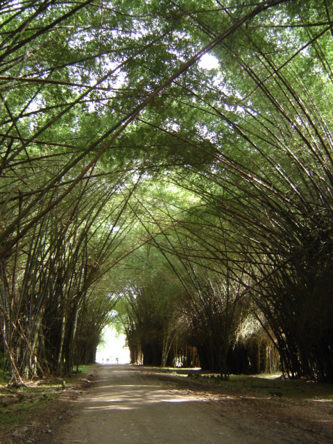 Foto de Tela, Honduras