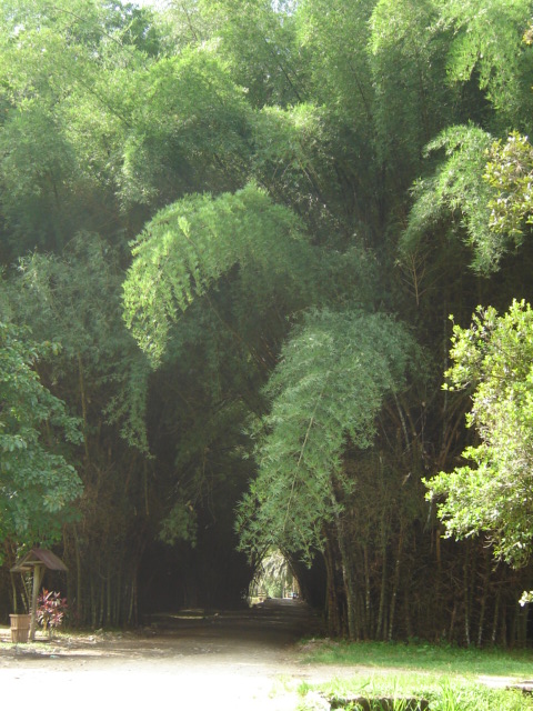 Foto de Tela, Honduras