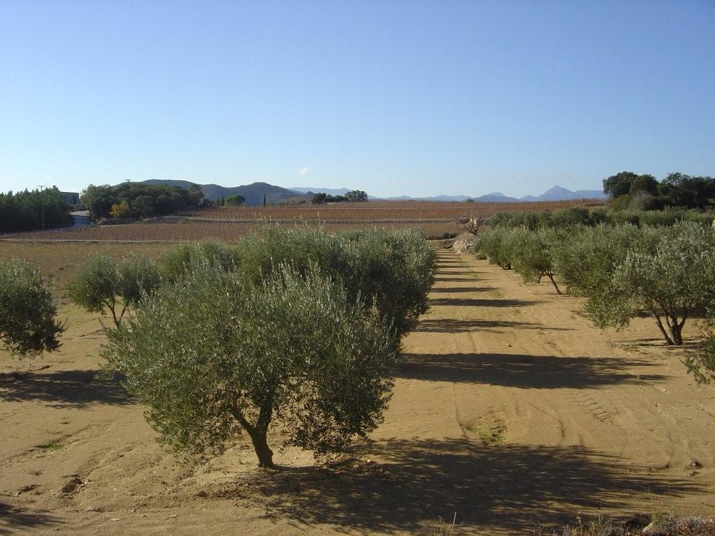 Foto de Capmany (Girona), España