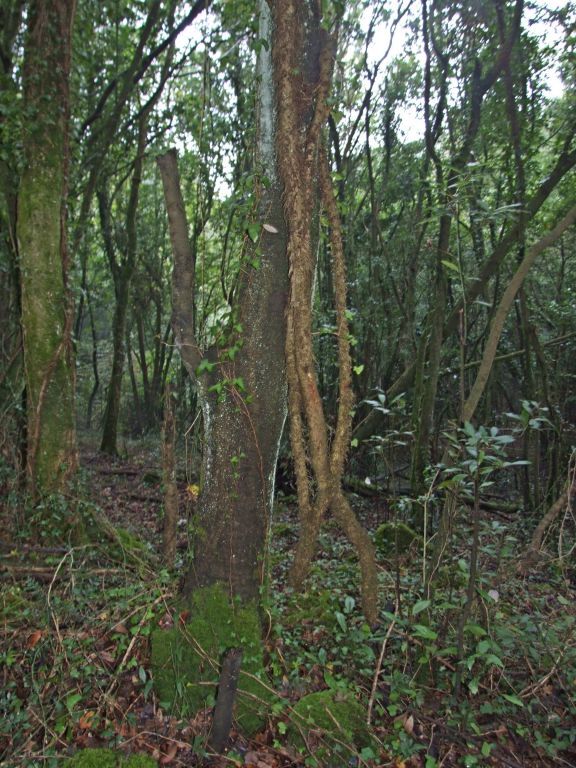 Foto de Santoña (Cantabria), España